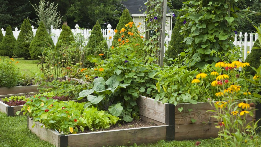  A beautiful raised bed vegetable garden with trellises. 