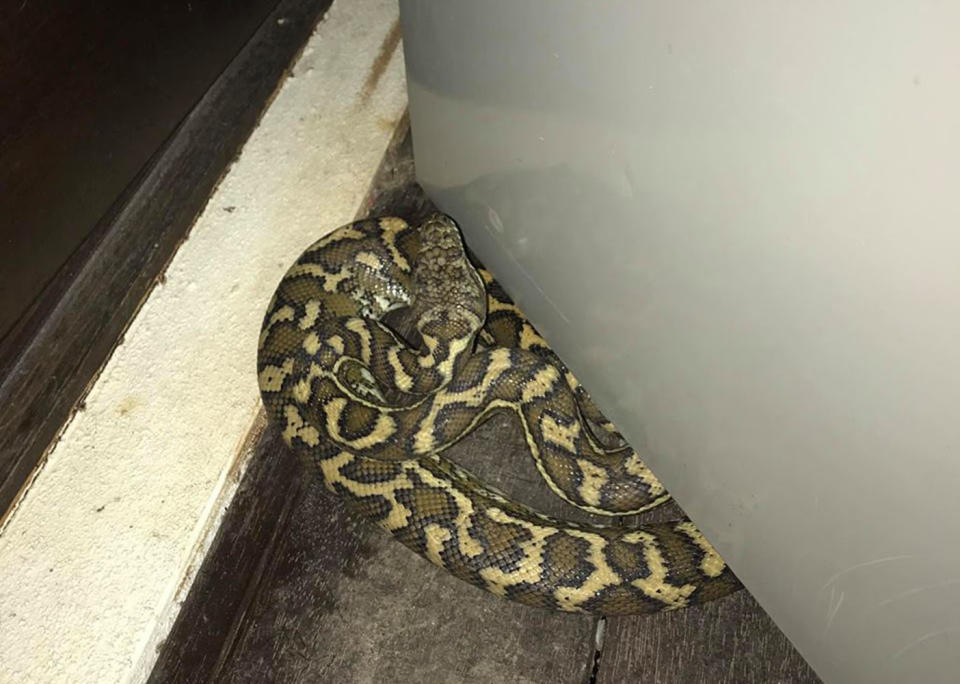 The fridge had to be moved after the python slithered up on to the deck and sought refuge underneath it. Source: Brisbane North Snake Catchers and Relocation/ Facebook