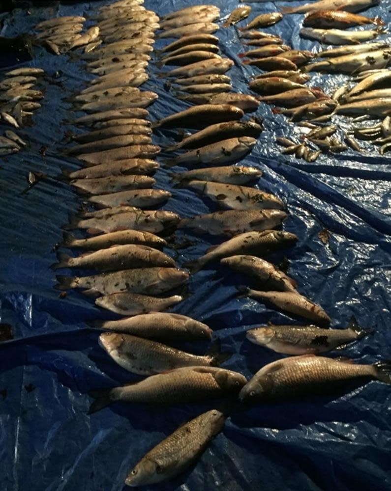 A photo issued by the Environment Agency of some of the thousands of fish likely to have died after Thames Water polluted rivers near Gatwick.