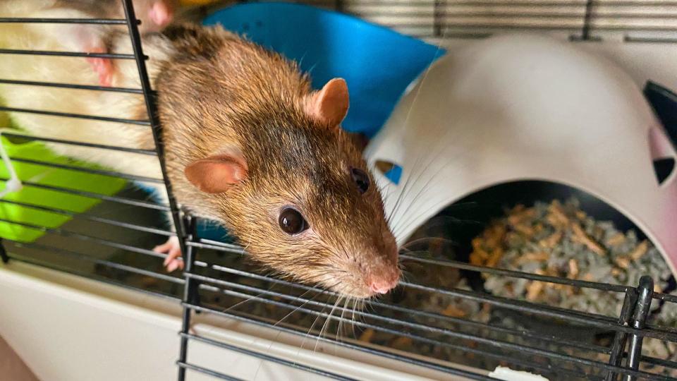 Image of a mouse climbing its cage — Best small pets