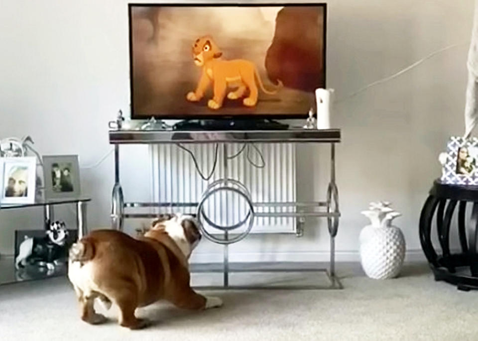 A British Bulldog that is obsessed with The Lion King has become a TikTok star after adorable videos of him watching the Disney movie racked up almost a million views. Owner Carly Pither, 33, is convinced one-year-old Bruce believes he is a lion after he first became transfixed by big cats in wildlife documentaries. So she thought she would try putting on The Lion King for him to watch and was left gobsmacked by his incredible response. The loveable pooch curls up quietly to watch the entire film "like a child" - up until the tear-jerking scene where [spoiler alert] Simba's dad Mufasa dies. At that point Bruce reacts in the same way every single time by jumping and "hopping around like a bunny" as well as barking at the TV.