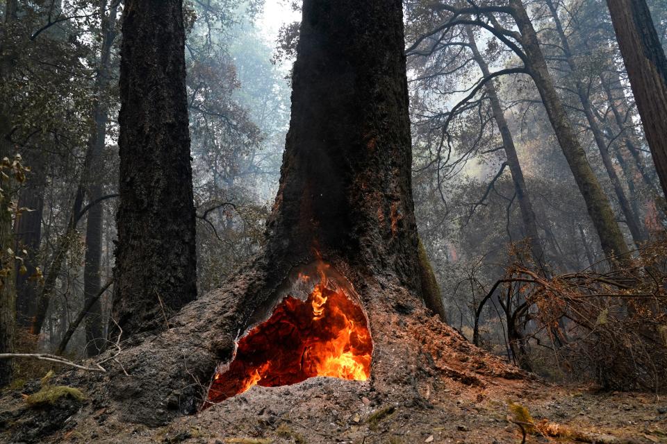 Fire burns in the hollow of an old-growth redwood tree in Big Basin Redwoods State Park, Calif., Monday, Aug. 24, 2020.