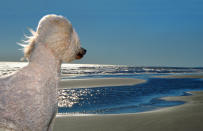 <p>Angel, standard poodle, in the autumn light, Beachwalker Park, Kiawah Island, S.C. (Photograph by Lara Jo Regan) </p>