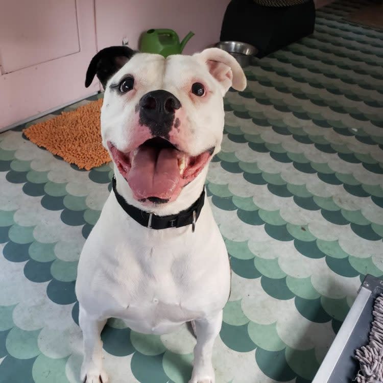 Taylor Snift flashes a superstar smile. She’s available for adoption from Austin Pets Alive! A dog named John Mayer was recently adopted when his namesake performed locally. (Photo courtesy of Austin Pets Alive!)
