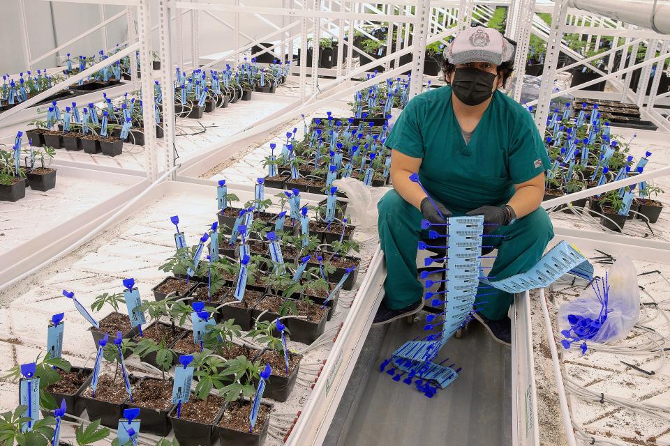 Cultivator Victor Balbin, of Readington, attaches seed-to-sale barcodes onto transplanted clones at the Verano cannabis cultivation center in Readington.