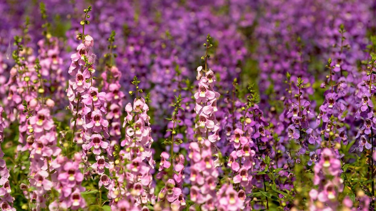 these are angelonia serena lavender being grown in the greenhouse