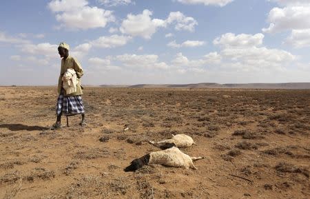 A man walks past the carcass of sheep that died from the El Nino-related drought in Marodijeex town of southern Hargeysa, in northern Somalia's semi-autonomous Somaliland region, April 7, 2016. REUTERS/Feisal Omar/File Photo