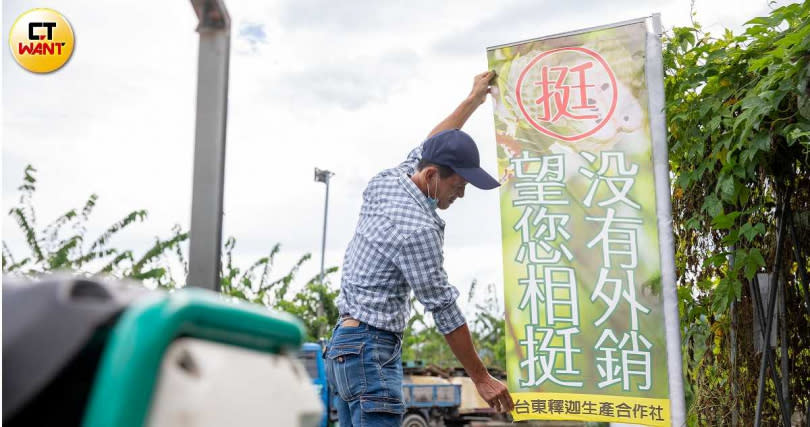 台東縣鳳梨釋迦種植面積約2800公頃，九成為外銷，眼看釋迦下半年將要授粉，台東縣府呼籲中央給予農民減產補助，並盡速開拓行銷通路。（圖／張文玠攝）