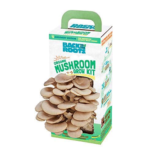 6) Back to the Roots Organic Oyster Mushroom Grow Kit