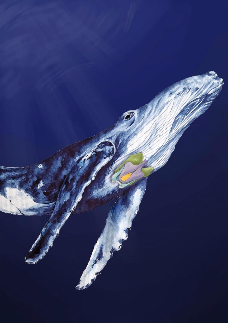 PHOTO: Painting of humpback whale indicating the cartilages of the larynx. (Patricia Jaqueline Matic, Vienna.)