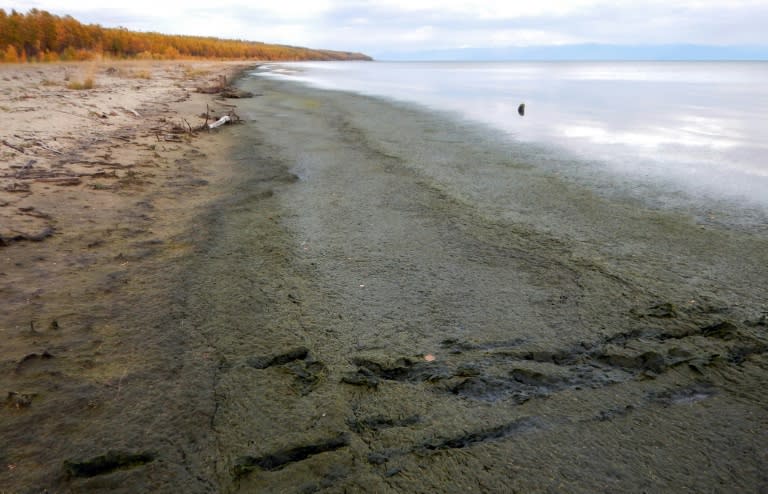 The shoreline of Lake Baikal is covered by rotting Spirogyra algae