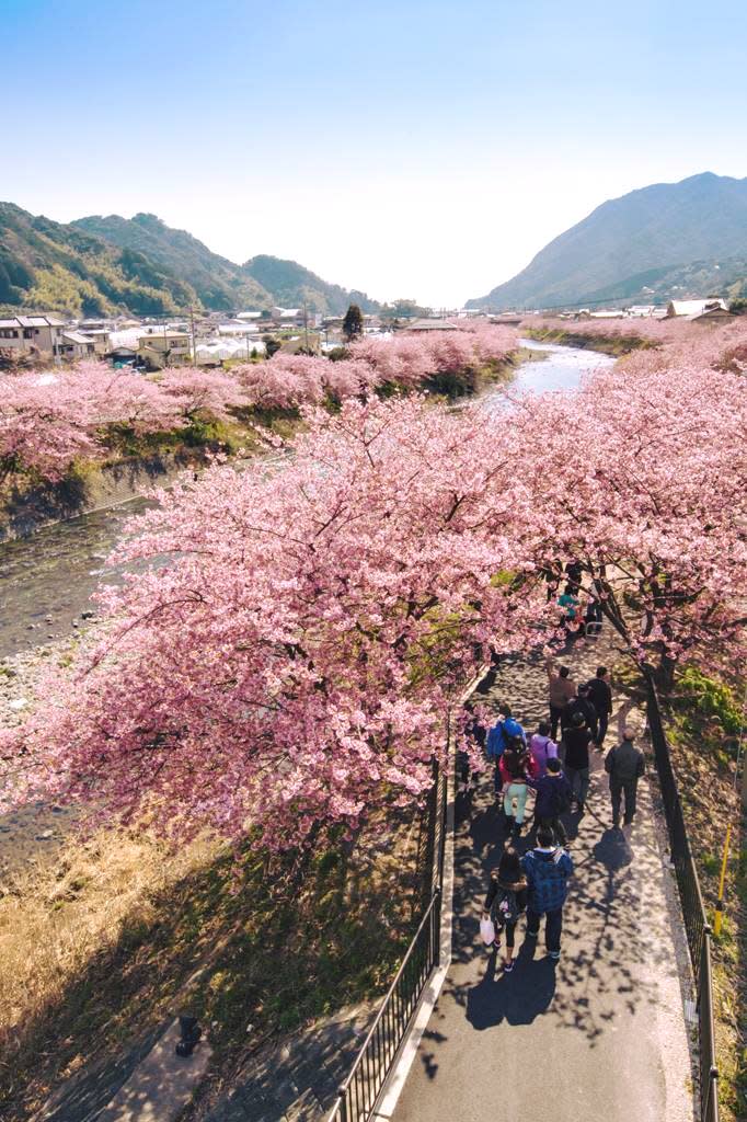 日本櫻花2024｜河津櫻花祭一日遊買一送一優惠！人均只需$337.5 2月出發賞櫻團＋修善寺温泉