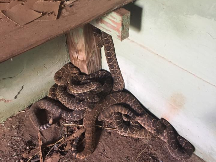 rattlesnakes texas