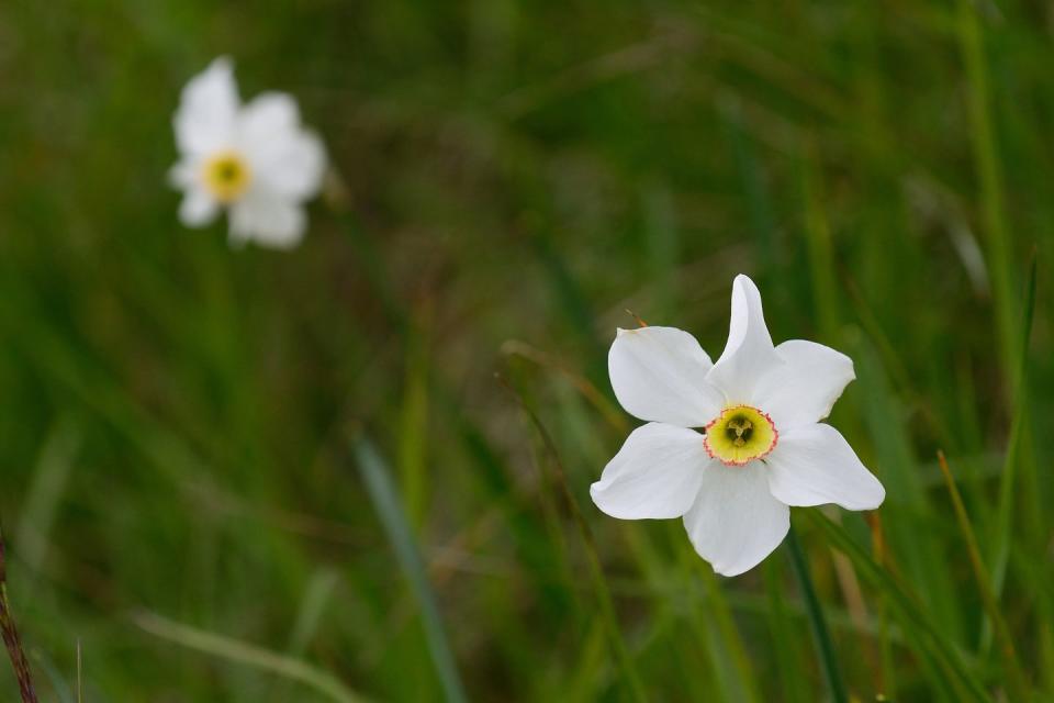 <p>Lauded in Williams Wordsworth's famous poem <em>I Wandered Lonely </em><em>as a Cloud</em>, the daffodil blooms in the spring and is a part of the amaryllis family. Its trumpet-like flowers are a cheerful addition to any garden bed. </p>