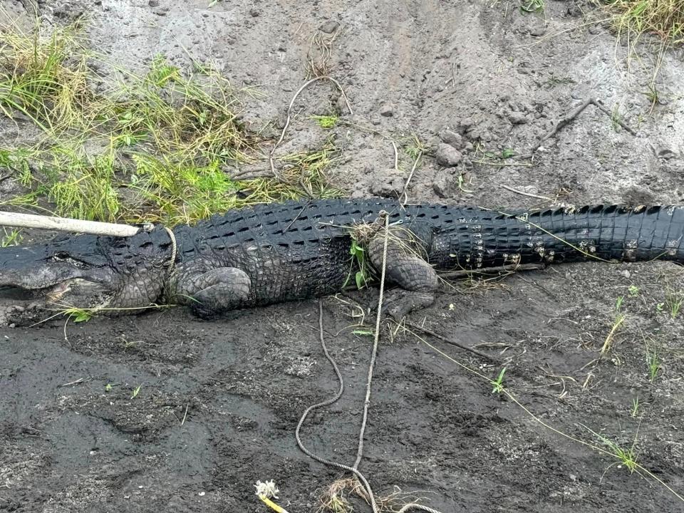 A man was bitten May 15, 2024, by this alligator in Palm City along Southwest 96th Street, according to the Martin County Sheriff's Office. The gator was removed from the area.