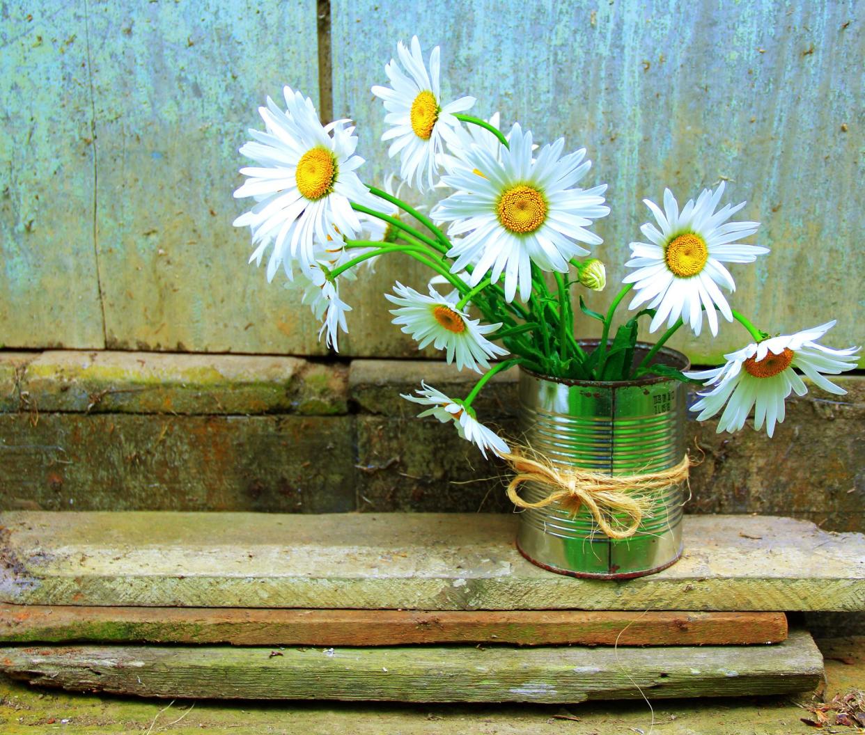Closeup of several daisies in a recycled can as a vase on the stairs in front of a closed door of an old stable, rustic look