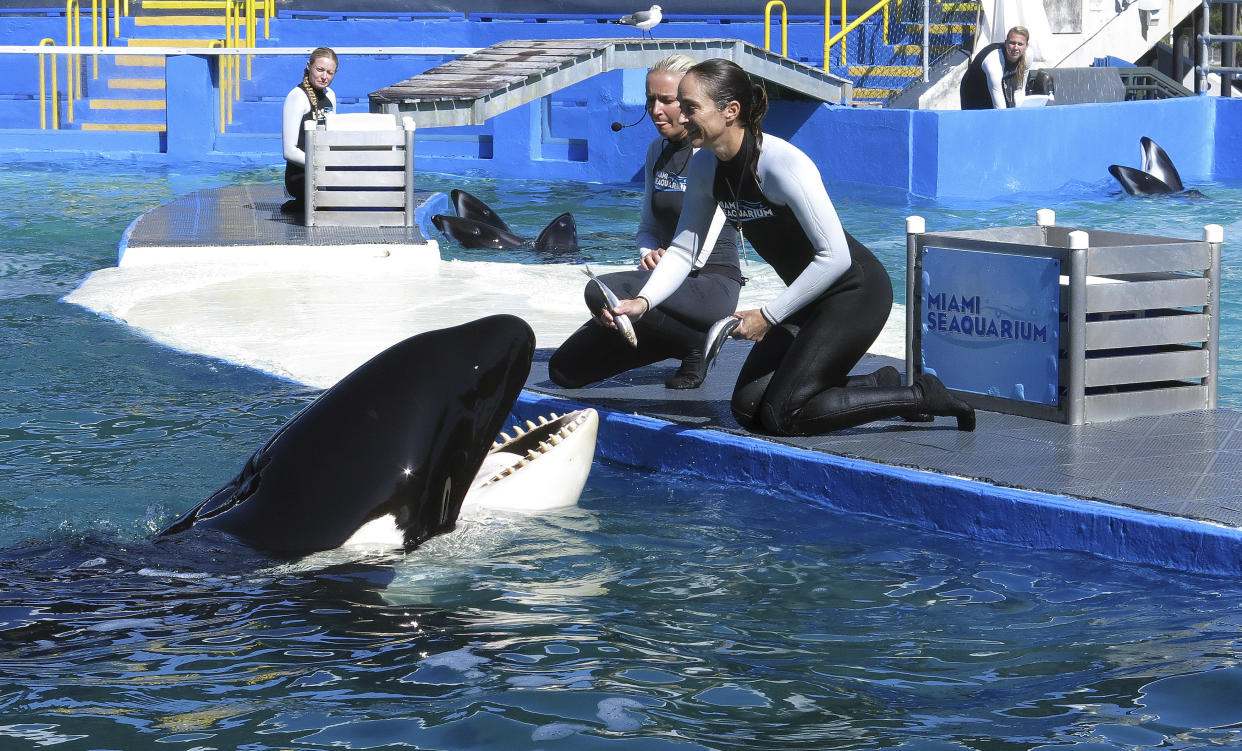 Lolita the Killer Whale pokes its nose out of a pool to get the fish its woman trainer is holding out for it.