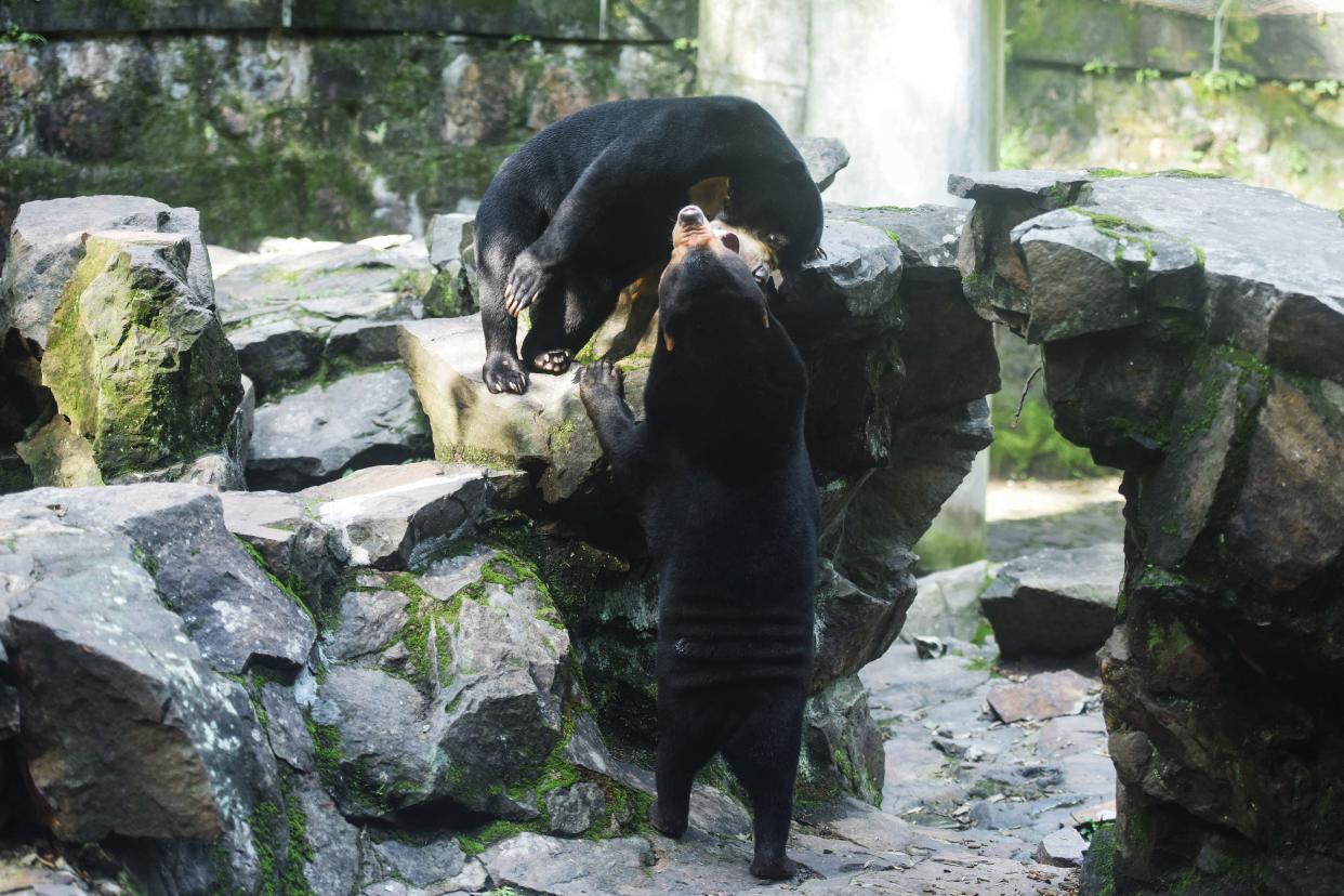 Osos en el Hangzhou Zoo en Hangzhou, provincia de Zhejiang. (STR/AFP via Getty Images)