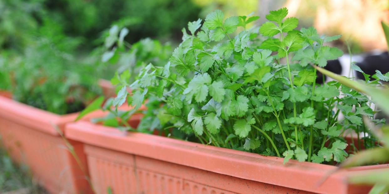 Herb, Plant, Vegetable, Flower, Leaf vegetable, Leaf, Food, Garden, Coriander, Parsley, 