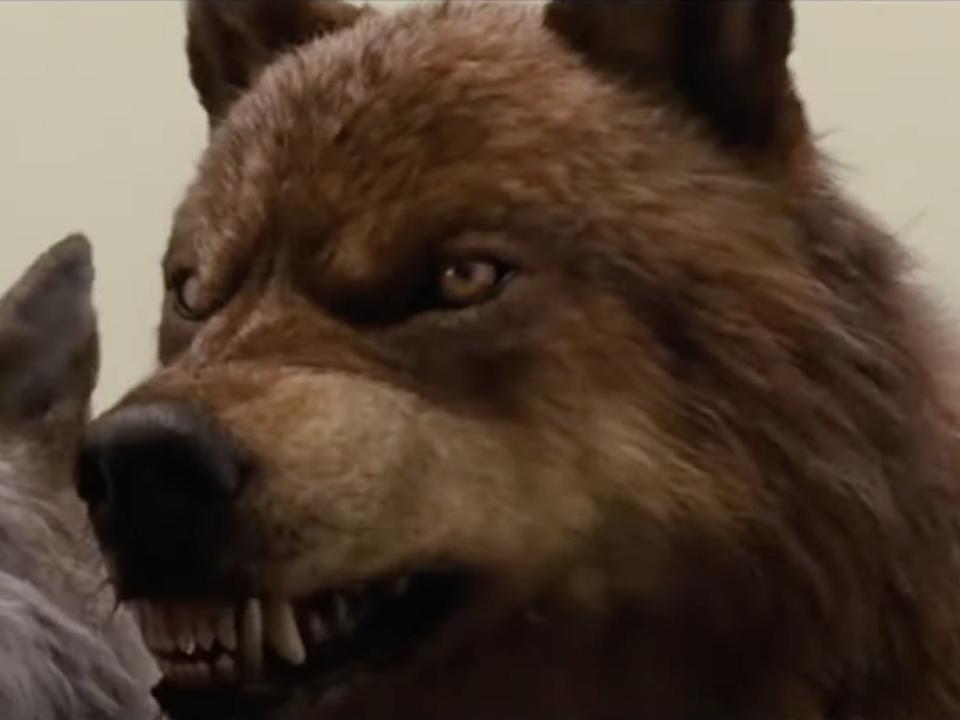 Jacob in his brown wolf form growling in breaking dawn