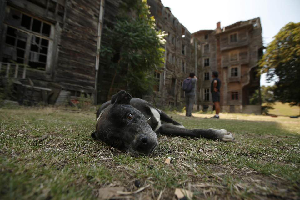 In this Saturday, July 21, 2018 photo, the dog of Erol Baytas, the caretaker, lays outside the 6-floor timber building that once served as an orphanage for children of the minority Greek community, in Buyukada, the largest and most popular of the Princes' Islands in the Sea of Marmara near Istanbul. The 120-year-old gigantic Prinkipo orphanage, occupying 20,000 square meters on a hilltop_ became home for some 5,800 minority Greek children from 1903 until 1964 when it was forced to shut down. (AP Photo/Lefteris Pitarakis)