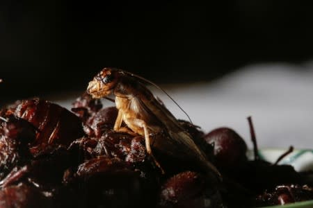 A cooked cricket for human consumption is pictured in the house of the biologist Federico Paniagua who is promoting the ingestion of a wide variety of insects, as a low-cost and nutrient-rich food in Grecia