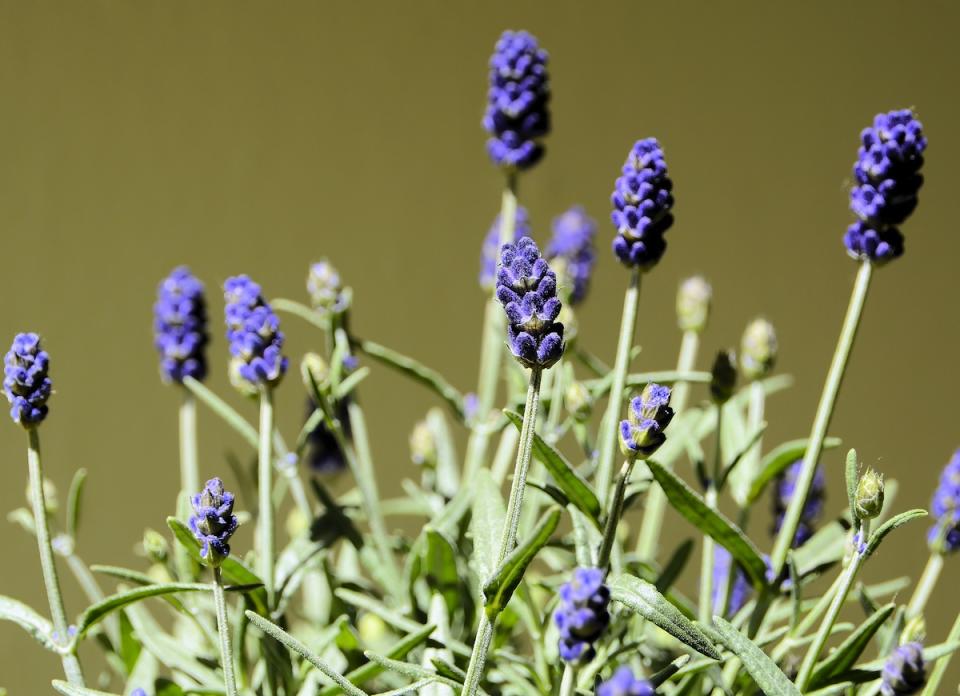 <body> <p>The scent of lavender has long been known to promote <a rel="nofollow noopener" href=" http://www.bobvila.com/slideshow/9-calming-colors-for-a-serene-home-47769?bv=yahoo" target="_blank" data-ylk="slk:calm and serenity;elm:context_link;itc:0;sec:content-canvas" class="link ">calm and serenity</a>, so why not keep a pot of lavender in the bedroom to ease you into relaxation at the end of the day? Of all the varieties, French lavender is best suited for the indoors. Just put it in a sunny window, and water it regularly, allowing the top inch or two of the soil to dry out in between. Sweet dreams!</p> <p><strong>Related: <a rel="nofollow noopener" href=" http://www.bobvila.com/slideshow/don-t-make-these-7-bedroom-design-mistakes-49287?bv=yahoo" target="_blank" data-ylk="slk:Don't Make These 7 Bedroom Design Mistakes;elm:context_link;itc:0;sec:content-canvas" class="link ">Don't Make These 7 Bedroom Design Mistakes</a> </strong> </p> </body>