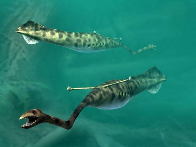 <span class="caption">Another possible look for the Tully Monster.</span> <span class="attribution"><a class="link " href="https://commons.wikimedia.org/wiki/File:Tullimonstrum_NT_small.jpg" rel="nofollow noopener" target="_blank" data-ylk="slk:Nobu Tamura/Wikimedia;elm:context_link;itc:0;sec:content-canvas">Nobu Tamura/Wikimedia</a>, <a class="link " href="http://creativecommons.org/licenses/by-sa/4.0/" rel="nofollow noopener" target="_blank" data-ylk="slk:CC BY-SA;elm:context_link;itc:0;sec:content-canvas">CC BY-SA</a></span>