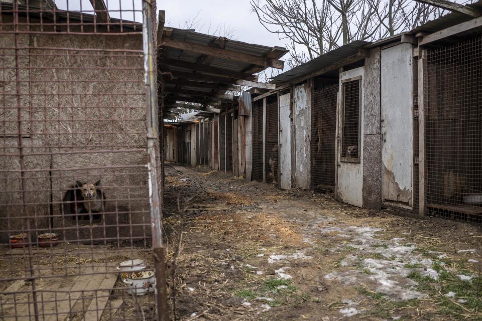 Dogs in the outdoor kennels at the animal shelter in Odesa. 