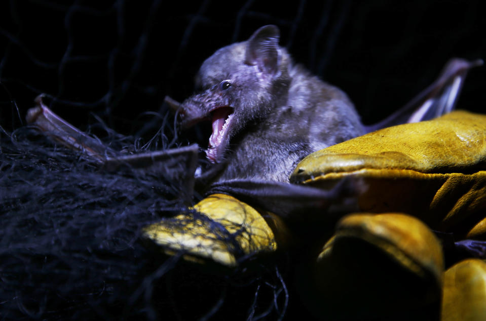 Mexico's National Autonomous University, UNAM, Ecology Institute student Fernando Gual retrieves a Mexican long-tongued bat from a capture net that he and his fellow students set up at the university's botanical gardens, during a quick capture and release for a study in Mexico City, Tuesday, March 16, 2021. The protected Mexican long-tongued bat was first sighted this year in an even more unlikely location: a zoo at Chapultepec Park. (AP Photo/Marco Ugarte)