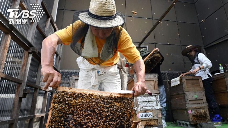 日本養蜂人正在整理珍貴的蜂箱。（圖／達志影像美聯社）