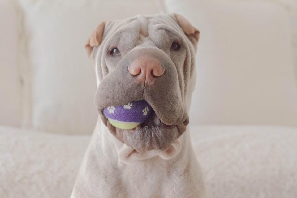 Chinese Shar-Pei