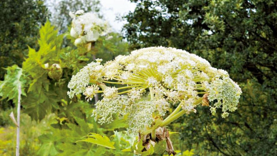 海外樓市｜英國置業陷阱 花園一棵草 足以影響按揭