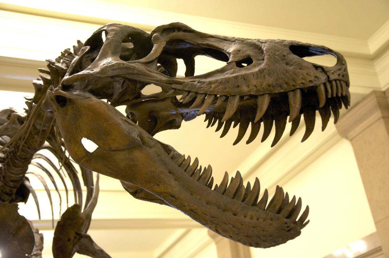 description 1 Juvenile Tyrannosaurus Rex aka Nanotyrannus mounted at the Carnegie Museum of Natural History, Pittsburgh | date 2011-08-23 |  ...  (Photo: )