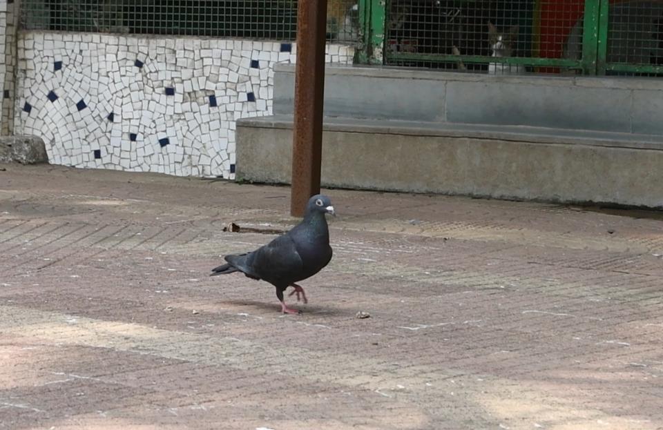 The pigeon, exonerated.