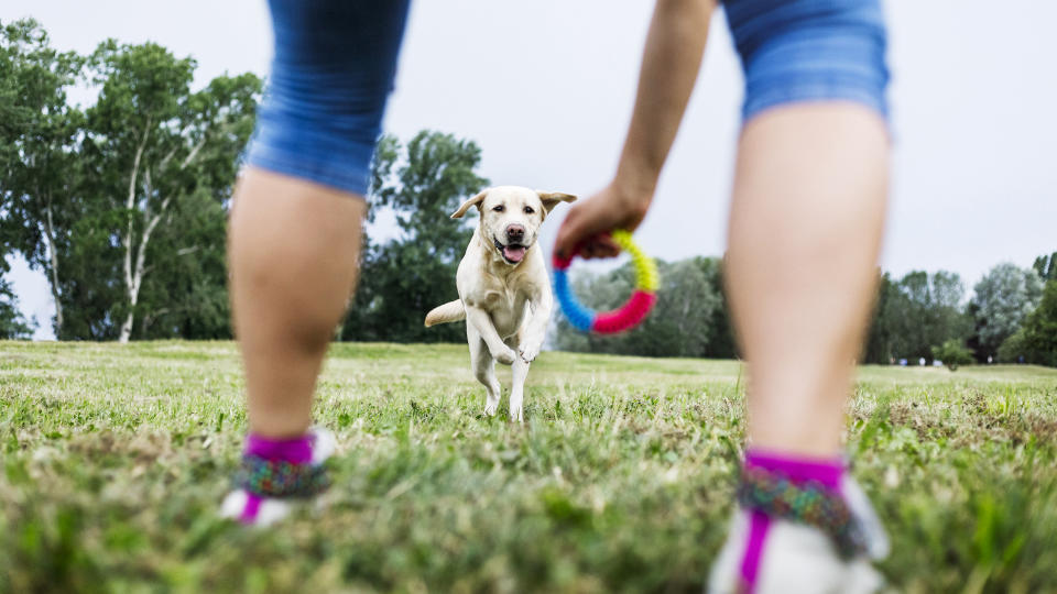 Dog playing fetch with owner