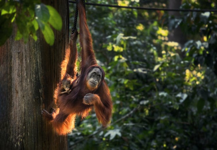 Orangutan in the rainforest on Borneo island with trees and palms behind.