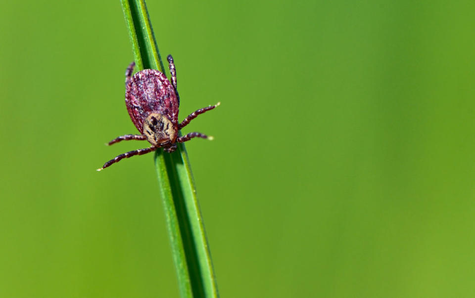 Ticks can carry bacteria which can have disastrous health consequences for humans. Source: Getty