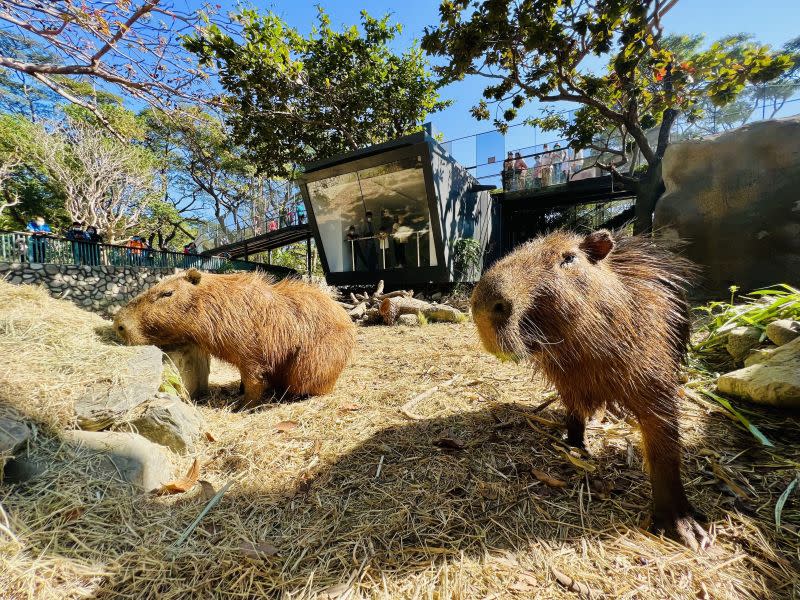 ▲壽山動物園重新開園，遊客可用不同視野觀察水豚。（圖／高雄市觀光局提供）