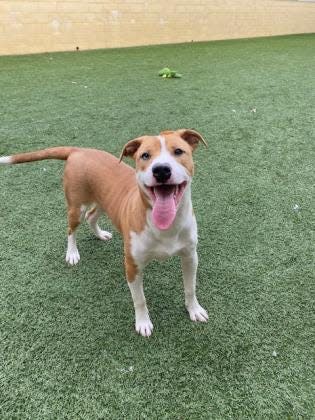 Cupid is a fun-loving mixed large breed boy who is about a year old. He and many other dogs and cats are available at the Animal Services Center for a reduced adoption fee of just $10 (spay/neuter not included).