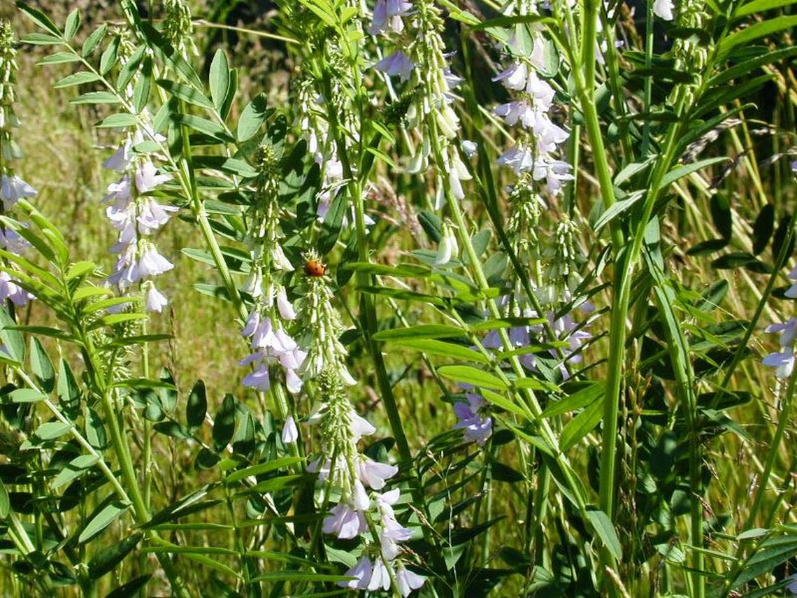 Goatsrue, a federally listed noxious weed and toxic to humans and animals if ingested, stands 4 feet to 6 feet tall with white or purple pea-like flowers, Goatsrue can closely resemble other plants such as vetch or wild licorice.