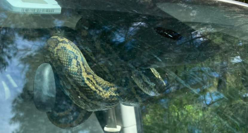 A large carpet python wrapped around the rear view mirror of a car in Queensland. Source: Josh's Snake Catching and Relocation