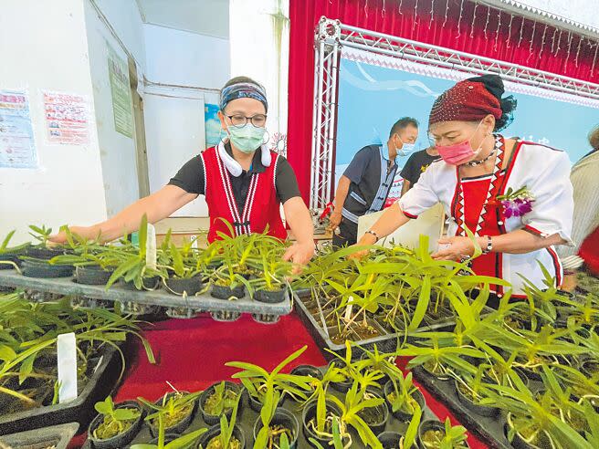 台灣電力公司於20日在蘭嶼鄉舉辦蘭嶼蘭花回娘家活動。（蔡旻妤攝）