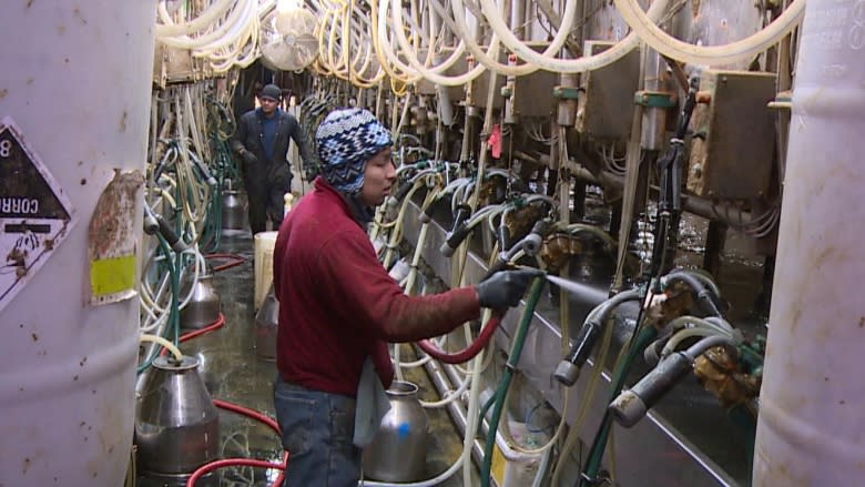 Fear on the farm: In Vermont, migrant dairy workers and their bosses worry about Trump