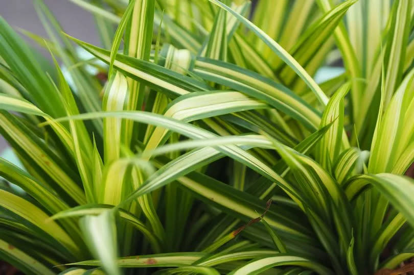Spider Plant green and yellow leaves