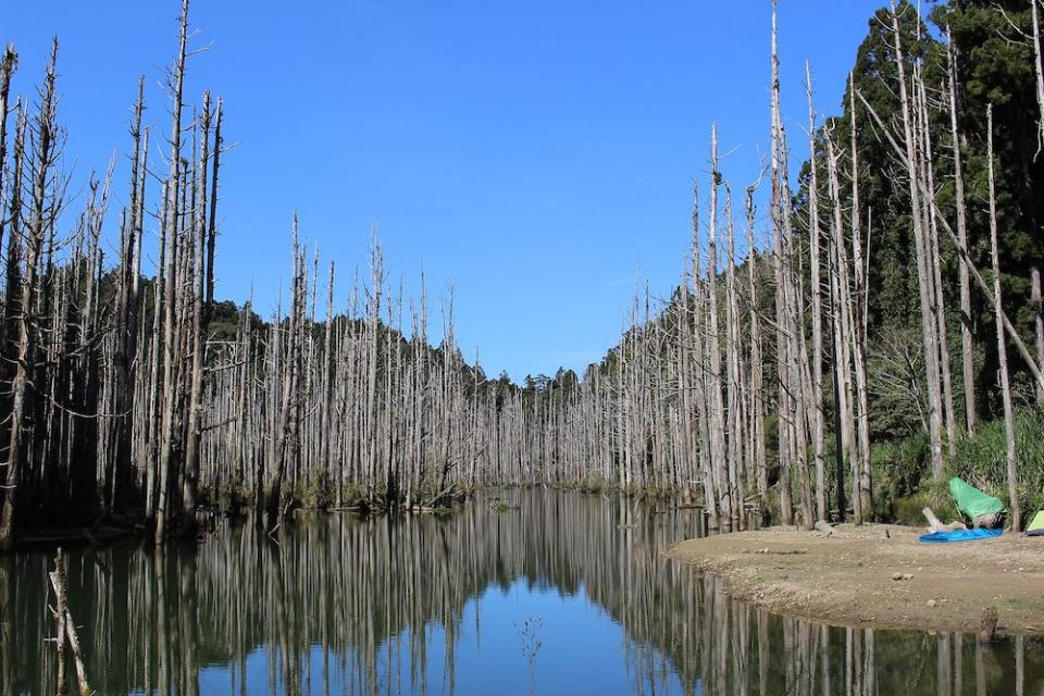 水漾森林像電影魔界的蒼茫景色 (Photo via Wikimedia, by Dellinger Wu, License: CC BY-SA 4.0，圖片來源：https://zh.wikipedia.org/wiki/水漾森林#/media/File:水漾森林相片.JPG)