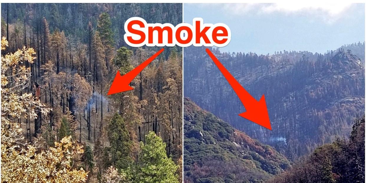 smoldering tree in Sequoia National Park