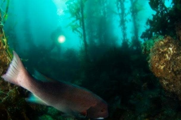 James Cameron dona a la ciencia el submarino con el que bajó a la Fosa de  las Marianas, Ciencia