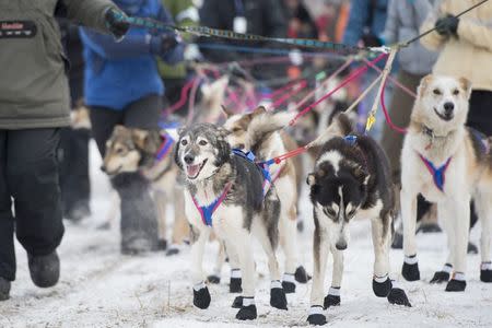 A group of handlers brings a team of dogs from the staging area to the starting line at the official start of the 2015 Iditarod Trail Sled Dog race in Fairbanks, Alaska March 9, 2015. REUTERS/Mark Meyer