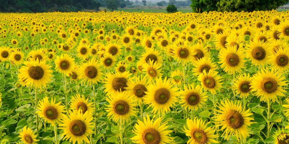 The Anderson Sunflower Farm in Cumming, Georgia